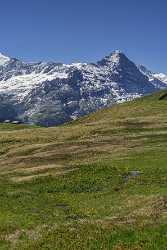 First Grindelwald Wetterhorn Eiger Moench Jungfrau Flower Alps Fine Art Photography Sale - 021631 - 11-06-2017 - 7418x11953 Pixel First Grindelwald Wetterhorn Eiger Moench Jungfrau Flower Alps Fine Art Photography Sale Prints For Sale Hi Resolution Color Sunshine Western Art Prints For...