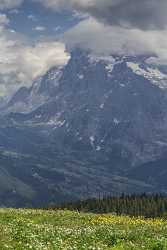 Maenlichen Grindelwald Wetterhorn Eiger Moench Jungfrau Flower Alps Photography Prints For Sale - 021578 - 12-06-2017 - 7655x12850 Pixel Maenlichen Grindelwald Wetterhorn Eiger Moench Jungfrau Flower Alps Photography Prints For Sale Forest Outlook Art Printing Fine Art Fine Art Photography Fog...