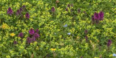 Maenlichen Grindelwald Wetterhorn Eiger Moench Jungfrau Flower Alps Royalty Free Stock Images - 021584 - 12-06-2017 - 17282x7388 Pixel Maenlichen Grindelwald Wetterhorn Eiger Moench Jungfrau Flower Alps Royalty Free Stock Images Fine Art Prints Fine Art Photography For Sale Creek Fine Art...