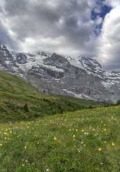 Kleine Scheidegg Grindelwald Wetterhorn Eiger Moench Jungfrau Flower Royalty Free Stock Images - 021599 - 12-06-2017 - 6720x9647 Pixel Kleine Scheidegg Grindelwald Wetterhorn Eiger Moench Jungfrau Flower Royalty Free Stock Images Fine Art Landscapes Mountain Famous Fine Art Photographers Prints...