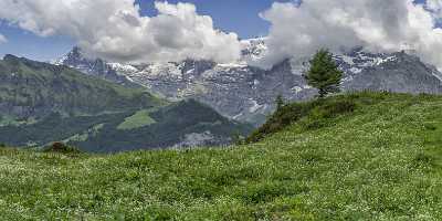 Guetschalp Lauterbrunnen Bern Flower Snow Alps Panoramic Viepoint Ice Landscape Grass Country Road - 021389 - 15-06-2017 - 18010x7402 Pixel Guetschalp Lauterbrunnen Bern Flower Snow Alps Panoramic Viepoint Ice Landscape Grass Country Road Images Winter Art Printing Photo Shoreline Shore Fine Art...