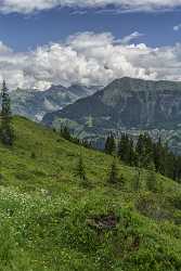 Guetschalp Lauterbrunnen Bern Flower Snow Alps Panoramic Viepoint Park Spring Leave - 021391 - 15-06-2017 - 7262x12821 Pixel Guetschalp Lauterbrunnen Bern Flower Snow Alps Panoramic Viepoint Park Spring Leave Photography Prints For Sale Stock River Hi Resolution Grass View Point Art...