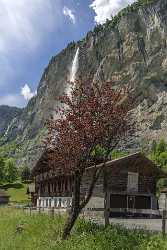 Lauterbrunnen Staubbachfall Wasserfall Waterfall Grass Barn Jungfrau Flower Panoramic - 021697 - 10-06-2017 - 7185x10781 Pixel Lauterbrunnen Staubbachfall Wasserfall Waterfall Grass Barn Jungfrau Flower Panoramic Royalty Free Stock Photos Pass Fine Art Posters Landscape Fine Art...