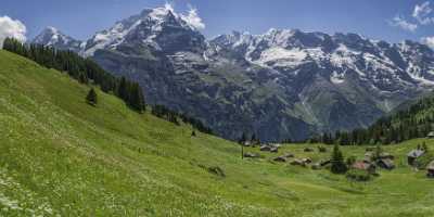 Almendhubel Muerren Eiger Moench Jungfrau Flower Snow Alps Fine Art Printer Art Prints Sale - 021416 - 15-06-2017 - 15967x7296 Pixel Almendhubel Muerren Eiger Moench Jungfrau Flower Snow Alps Fine Art Printer Art Prints Sale Modern Art Print Stock Pictures Images Photo Autumn Ice Order Tree...