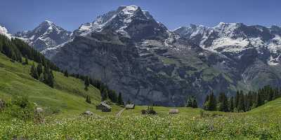 Almendhubel Muerren Eiger Moench Jungfrau Flower Snow Alps Forest Fine Art Photo Fine Art America - 021417 - 15-06-2017 - 18832x7420 Pixel Almendhubel Muerren Eiger Moench Jungfrau Flower Snow Alps Forest Fine Art Photo Fine Art America Panoramic Stock Images Country Road Fine Art Photographers...