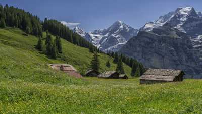 Almendhubel Muerren Eiger Moench Jungfrau Flower Snow Alps Photo Sky Stock Pictures Outlook Nature - 021419 - 15-06-2017 - 13059x7384 Pixel Almendhubel Muerren Eiger Moench Jungfrau Flower Snow Alps Photo Sky Stock Pictures Outlook Nature Mountain Art Photography Gallery Tree Royalty Free Stock...