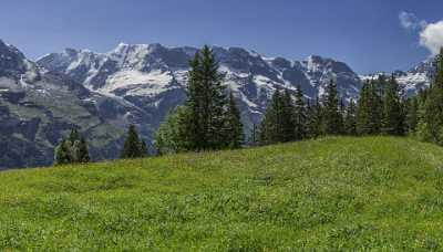 Almendhubel Muerren Eiger Moench Jungfrau Flower Snow Alps Winter Royalty Free Stock Photos - 021420 - 15-06-2017 - 13112x7475 Pixel Almendhubel Muerren Eiger Moench Jungfrau Flower Snow Alps Winter Royalty Free Stock Photos Fine Art Photography Prints Fine Art Prints For Sale Stock Images...