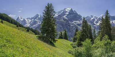 Almendhubel Muerren Eiger Moench Jungfrau Flower Snow Alps Famous Fine Art Photographers - 021424 - 15-06-2017 - 14211x5870 Pixel Almendhubel Muerren Eiger Moench Jungfrau Flower Snow Alps Famous Fine Art Photographers Modern Art Prints Fine Art Foto Leave Fine Art Prints For Sale Beach...