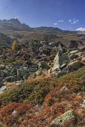 Furtschellas Sils Segl Engadin Lake Autumn Color Panorama Pass Sunshine Stock Pictures Landscape - 025372 - 10-10-2018 - 7697x11709 Pixel Furtschellas Sils Segl Engadin Lake Autumn Color Panorama Pass Sunshine Stock Pictures Landscape Mountain Rock Art Prints Photography Royalty Free Stock Photos...