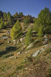 Grevasalvas Sils Silsersee Engadin Lake Autumn Color Panorama Fine Art Photo Modern Wall Art Sky - 025309 - 09-10-2018 - 7567x13014 Pixel Grevasalvas Sils Silsersee Engadin Lake Autumn Color Panorama Fine Art Photo Modern Wall Art Sky Coast Fine Art Foto Fine Art Nature Photography Flower Order...