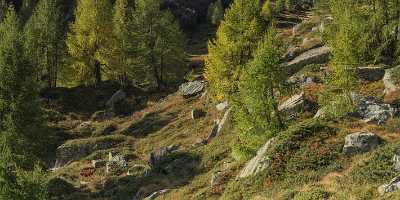 Grevasalvas Sils Silsersee Engadin Lake Autumn Color Panorama Fine Art Printer Photo Nature Animal - 025310 - 09-10-2018 - 20417x7549 Pixel Grevasalvas Sils Silsersee Engadin Lake Autumn Color Panorama Fine Art Printer Photo Nature Animal Fine Art Nature Photography Art Prints Fine Art Landscape...