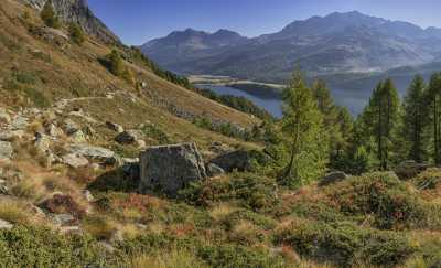 Grevasalvas Sils Silsersee Engadin Lake Autumn Color Panorama Western Art Prints For Sale Tree - 025311 - 09-10-2018 - 12917x7835 Pixel Grevasalvas Sils Silsersee Engadin Lake Autumn Color Panorama Western Art Prints For Sale Tree Fine Art Summer Fine Art Landscape Winter Spring Fine Art...