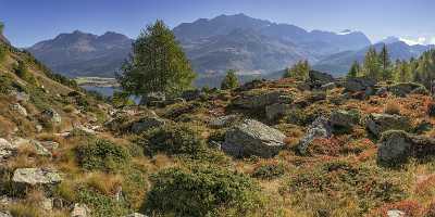 Grevasalvas Sils Silsersee Engadin Lake Autumn Color Panorama Leave Fine Art Landscapes Image Stock - 025312 - 09-10-2018 - 19406x7523 Pixel Grevasalvas Sils Silsersee Engadin Lake Autumn Color Panorama Leave Fine Art Landscapes Image Stock Fine Art Print Fine Art Nature Photography Photography Fine...