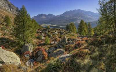 Grevasalvas Sils Silsersee Engadin Lake Autumn Color Panorama Art Printing Art Photography For Sale - 025314 - 09-10-2018 - 12756x7910 Pixel Grevasalvas Sils Silsersee Engadin Lake Autumn Color Panorama Art Printing Art Photography For Sale Tree Modern Art Prints Leave River Modern Wall Art Fine Art...