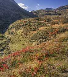 Oberalppass Autumn Color Brown Grass Panorama Viewpoint Red Barn Fine Art Giclee Printing - 025302 - 08-10-2018 - 6990x7869 Pixel Oberalppass Autumn Color Brown Grass Panorama Viewpoint Red Barn Fine Art Giclee Printing Fine Art Photography Galleries Art Photography For Sale Royalty Free...