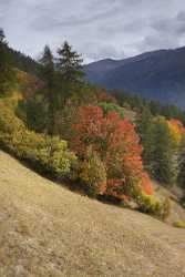 Valchava Grisons Tree Mountain Autumn Color Switzerland Fine Art Outlook Photo - 004809 - 10-10-2009 - 3977x9184 Pixel Valchava Grisons Tree Mountain Autumn Color Switzerland Fine Art Outlook Photo Royalty Free Stock Images Fine Art Pictures Town Sale Senic Art Prints Fine Art...