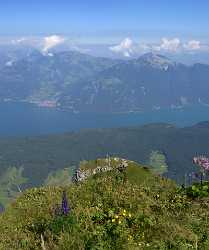 Niederbauen Nidwalden Gersau Rigi Panorama Alpen Sommer Blumen Senic Sky Rock Fine Art Printer - 011318 - 11-08-2012 - 6965x8351 Pixel Niederbauen Nidwalden Gersau Rigi Panorama Alpen Sommer Blumen Senic Sky Rock Fine Art Printer Forest Stock Pictures Fine Art Photography Galleries Outlook Fine...