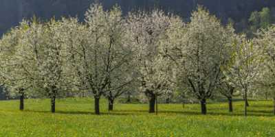 Arth Schwyz Blumenwiese Bluehende Obstbaeume Fruehling Baeume Natur Famous Fine Art Photographers - 021036 - 14-04-2017 - 18287x7810 Pixel Arth Schwyz Blumenwiese Bluehende Obstbaeume Fruehling Baeume Natur Famous Fine Art Photographers Prints Shore Art Photography Gallery Landscape Photography...