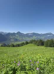 Schwyz Engelstock Lauerzersee Lauerz Rigi Rain Royalty Free Stock Photos - 004029 - 24-08-2008 - 4686x6410 Pixel Schwyz Engelstock Lauerzersee Lauerz Rigi Rain Royalty Free Stock Photos Fine Art Photography Galleries Pass Order Winter Fine Art Photography Photography Senic...