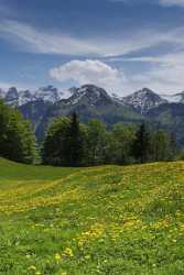 Fallenfluh Sankt Karl Muotathal Alpen Sommerwiese Tree Landscape Coast Stock Images - 004991 - 17-05-2009 - 4209x10470 Pixel Fallenfluh Sankt Karl Muotathal Alpen Sommerwiese Tree Landscape Coast Stock Images Royalty Free Stock Images Forest Cloud Landscape Photography Fine Art...