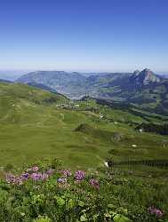 Stoos Mythen Schwyz Panorama Alpen Sommer Blumen Berge Fine Art Photo Snow Sale Country Road - 011290 - 01-08-2012 - 7553x9990 Pixel Stoos Mythen Schwyz Panorama Alpen Sommer Blumen Berge Fine Art Photo Snow Sale Country Road Fine Arts Photography Fine Art Printer Sky Color Royalty Free Stock...