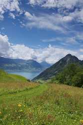 Gersauerberg Beckenried Vierwaldstaettersee Sommer Blumen Wiese Wolken Panorama Sale Fine Art Print - 005438 - 07-06-2009 - 4172x7940 Pixel Gersauerberg Beckenried Vierwaldstaettersee Sommer Blumen Wiese Wolken Panorama Sale Fine Art Print Flower Art Photography For Sale Park Sunshine Autumn Coast...