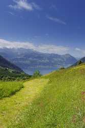 Gersauerberg Gaetterlipass Vierwaldstaettersee Beckenried Sommer Blumen Wiese Wolken Town Flower - 005471 - 13-06-2009 - 4113x7363 Pixel Gersauerberg Gaetterlipass Vierwaldstaettersee Beckenried Sommer Blumen Wiese Wolken Town Flower Royalty Free Stock Photos Fine Art Giclee Printing Park Prints...