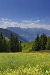 Gersauerberg Gaetterlipass Vierwaldstaettersee Kuh Sommer Blumen Wiese Wolken Outlook - 005479 - 13-06-2009 - 4089x8659 Pixel Gersauerberg Gaetterlipass Vierwaldstaettersee Kuh Sommer Blumen Wiese Wolken Outlook Fine Art Photography Galleries Town Art Prints For Sale Art Printing Fine...