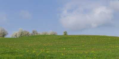 Haltikon Fruehling Wiese Bluehende Obstbaeume Blumen Horizontal Panorama Art Prints For Sale - 004698 - 21-04-2009 - 9437x4247 Pixel Haltikon Fruehling Wiese Bluehende Obstbaeume Blumen Horizontal Panorama Art Prints For Sale Fine Art America Fine Art Rock Art Photography For Sale Royalty...