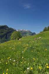 Ilgau Stoos Fronalp Sommerwiese Blumen Fine Art Photography Galleries Art Prints For Sale - 004922 - 17-05-2009 - 4304x9262 Pixel Ilgau Stoos Fronalp Sommerwiese Blumen Fine Art Photography Galleries Art Prints For Sale Fine Art Photography Leave Animal Fine Art Giclee Printing Pass Shore...