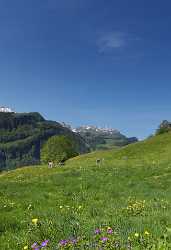 Ilgau Stoos Fronalp Sommerwiese Kuehe Blumen Royalty Free Stock Photos Fine Art Printing - 004924 - 17-05-2009 - 4374x6403 Pixel Ilgau Stoos Fronalp Sommerwiese Kuehe Blumen Royalty Free Stock Photos Fine Art Printing Art Prints For Sale Stock Image Hi Resolution Fine Art Landscape...