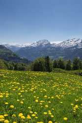 Ilgau Sankt Karl Muotathal Alpen Sommerwiese Blumen Panoramic Stock Image Nature Image Stock - 004944 - 17-05-2009 - 3889x9757 Pixel Ilgau Sankt Karl Muotathal Alpen Sommerwiese Blumen Panoramic Stock Image Nature Image Stock Landscape Island Stock Images Fine Art Printing Fine Art Photo Snow...