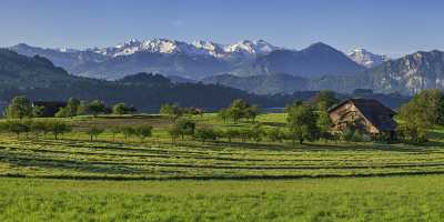 Merlischachen Schwyz Wiese Bluehende Obstbaeume Bauernhof Vierwaldstaettersee Schneeberge - 021068 - 22-05-2017 - 23446x7605 Pixel Merlischachen Schwyz Wiese Bluehende Obstbaeume Bauernhof Vierwaldstaettersee Schneeberge Fine Art America Royalty Free Stock Photos Landscape Images Prints Fog...