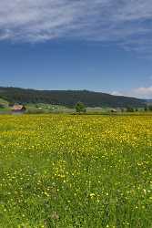 Rothenthurm Hochmoor Naturschutzgebiet Blumenwiese Landschaft Wolken Fine Art Photography For Sale - 005232 - 31-05-2009 - 4262x7907 Pixel Rothenthurm Hochmoor Naturschutzgebiet Blumenwiese Landschaft Wolken Fine Art Photography For Sale Photo Fine Art Cloud Tree Fine Art Nature Photography Fog...