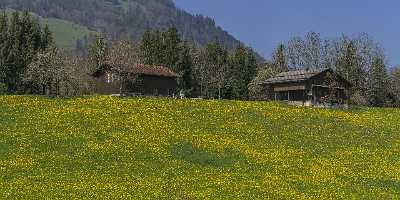 Steinen Schwyz Blumenwiese Bluehende Obstbaeume Altes Bauernhaus Fruehling Fine Art - 021051 - 08-04-2017 - 15497x7747 Pixel Steinen Schwyz Blumenwiese Bluehende Obstbaeume Altes Bauernhaus Fruehling Fine Art Famous Fine Art Photographers Leave Fine Arts View Point Fine Art Printing...