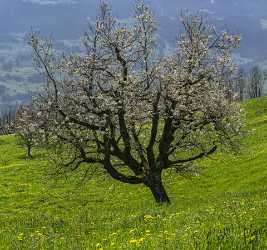 Steinerberg Schwyz Blumenwiese Bluehende Obstbaeume Fruehling Baeume Natur Outlook - 021057 - 08-04-2017 - 13831x12942 Pixel Steinerberg Schwyz Blumenwiese Bluehende Obstbaeume Fruehling Baeume Natur Outlook Fine Art Photographers Art Printing Snow Grass Nature Flower Fine Arts Modern...