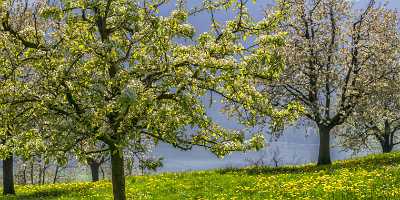 Steinerberg Schwyz Blumenwiese Bluehende Obstbaeume Fruehling Baeume Natur Landscape - 021059 - 08-04-2017 - 19780x7829 Pixel Steinerberg Schwyz Blumenwiese Bluehende Obstbaeume Fruehling Baeume Natur Landscape Fine Art Photography Fine Arts Photography Photo Fine Art Image Stock Fine...