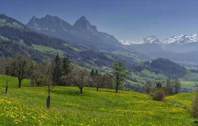 Steinerberg Schwyz Blumenwiese Bluehende Obstbaeume Grosser Kleiner Mythen Fine Art Photography - 021061 - 08-04-2017 - 12899x8246 Pixel Steinerberg Schwyz Blumenwiese Bluehende Obstbaeume Grosser Kleiner Mythen Fine Art Photography Fine Art Photo Ice Fine Art Pictures Images Town Royalty Free...