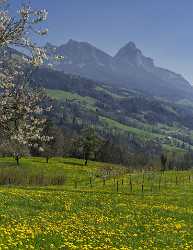 Steinerberg Schwyz Blumenwiese Bluehende Obstbaeume Grosser Kleiner Mythen Shore Cloud - 021062 - 08-04-2017 - 7798x10120 Pixel Steinerberg Schwyz Blumenwiese Bluehende Obstbaeume Grosser Kleiner Mythen Shore Cloud Prints For Sale Flower Fine Art Pictures Lake Fine Art Prints For Sale...