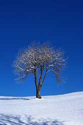 Sihlsee Willerzell Baum Schnee Eis Blau Himmel Royalty Free Stock Photos City Fine Art Posters Park - 003422 - 03-02-2008 - 4090x7046 Pixel Sihlsee Willerzell Baum Schnee Eis Blau Himmel Royalty Free Stock Photos City Fine Art Posters Park Photography Fine Art Prints Art Printing Summer Prints Coast...