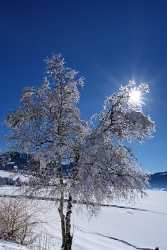 Sihlsee Willerzell Baum Schnee Eis Blau Himmel Senic Sky Rain Coast Summer Cloud - 003423 - 03-02-2008 - 3535x6500 Pixel Sihlsee Willerzell Baum Schnee Eis Blau Himmel Senic Sky Rain Coast Summer Cloud Fine Art Landscapes Fine Art Landscape Fine Art Fine Art Landscape Photography...