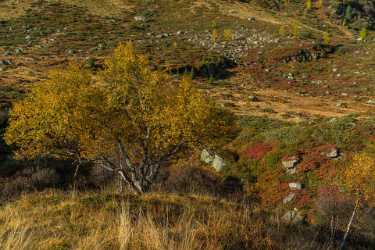 Single Shot Switzerland Panoramic Landscape Photography Scenic Lake Tree - 018818 - 10-10-2015 - 7952x5304 Pixel Single Shot Switzerland Panoramic Landscape Photography Scenic Lake Tree Photography Prints For Sale Landscape Photography Spring Cloud Mountain Prints For Sale...