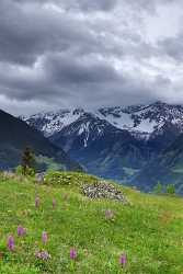 Arnisee Blumenwiese Schneeberge Sunshine What Is Fine Art Photography Animal Art Printing - 002703 - 25-05-2008 - 4265x8133 Pixel Arnisee Blumenwiese Schneeberge Sunshine What Is Fine Art Photography Animal Art Printing Stock Pictures River Fine Art Landscapes Western Art Prints For Sale...