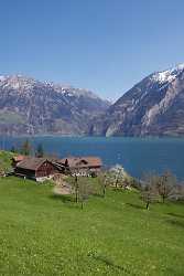 Bauen Vierwaldstaettersee Fruehling Vertikal Panorama Tree Animal Spring - 004675 - 10-04-2009 - 4215x6294 Pixel Bauen Vierwaldstaettersee Fruehling Vertikal Panorama Tree Animal Spring Fine Art Landscape Photography Barn Fine Art Photography Prints For Sale Art...