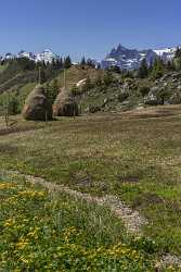 Eggberge Uri Blumenwiese Bergpanorama Aussicht Schneeberge Fruehling Baeume - 021079 - 26-05-2017 - 7712x13251 Pixel Eggberge Uri Blumenwiese Bergpanorama Aussicht Schneeberge Fruehling Baeume Fine Art Nature Photography Spring Order Prints Flower Senic Sky Tree Rock Island...