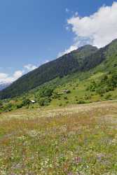 Tnellen Arnisee Sommer Wiese Alpen Blumen Weide Wald Prints For Sale Royalty Free Stock Photos - 005344 - 06-2009-gu - 4250x11544 Pixel Tnellen Arnisee Sommer Wiese Alpen Blumen Weide Wald Prints For Sale Royalty Free Stock Photos Fine Art America Fine Art Photo Fine Art Nature Photography...