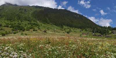 Tnellen Arnisee Sommer Wiese Alpen Blumen Weide Wald Grass Pass Shore Famous Fine Art Photographers - 005349 - 06-2009-gu - 12263x4096 Pixel Tnellen Arnisee Sommer Wiese Alpen Blumen Weide Wald Grass Pass Shore Famous Fine Art Photographers Coast Fine Art Photography Gallery Fine Art Prints Stock...