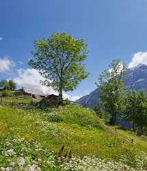 Tnellen Arnisee Sommer Wiese Alpen Blumen Weide Wald Landscape Creek Outlook Fine Art Printing - 005366 - 06-2009-gu - 6679x7760 Pixel Tnellen Arnisee Sommer Wiese Alpen Blumen Weide Wald Landscape Creek Outlook Fine Art Printing Hi Resolution Famous Fine Art Photographers Photography Prints...