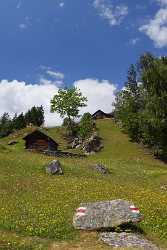 Tnellen Arnisee Sommer Wiese Alpen Blumen Weide Wald Lake Shoreline Fine Art Landscape Mountain - 005375 - 06-2009-gu - 4255x7525 Pixel Tnellen Arnisee Sommer Wiese Alpen Blumen Weide Wald Lake Shoreline Fine Art Landscape Mountain View Point Fine Art America Fine Arts Photography Fine Art...