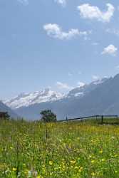 Seelisberg Blumen Wiese Schnee Berge Autumn Fine Art Landscape Photography Grass - 002612 - 23-05-2008 - 4025x10229 Pixel Seelisberg Blumen Wiese Schnee Berge Autumn Fine Art Landscape Photography Grass Fine Arts Photography Summer Leave Modern Art Print Ice Fine Art Photo Fog...